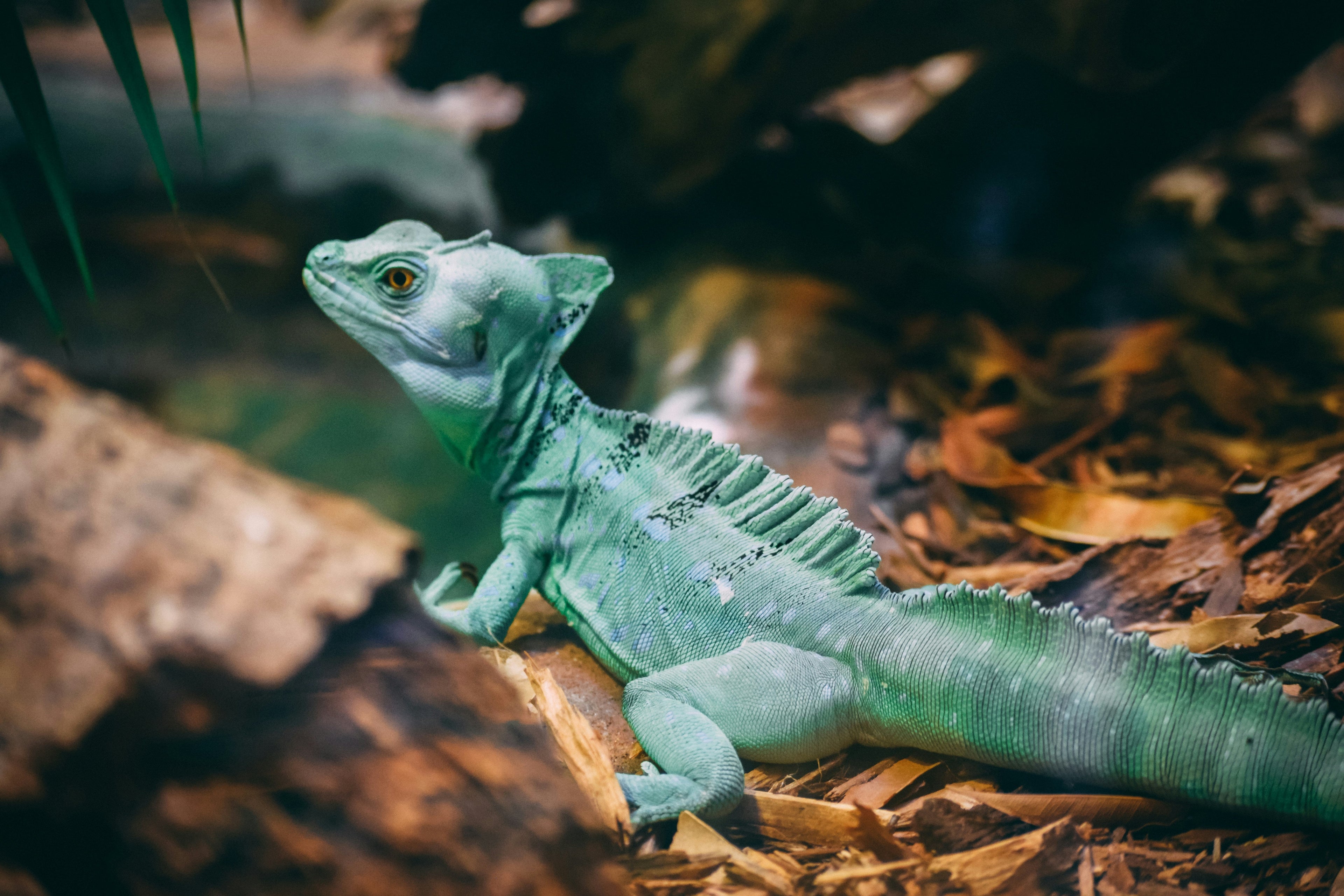 Reptili