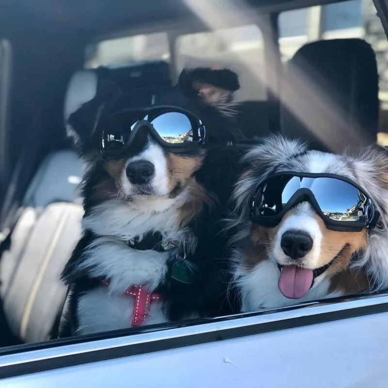Dog UV Protective Goggles, Suitable for Medium to Large Dogs, Dust, Wind, and Snow Resistant for Outdoor Eyes