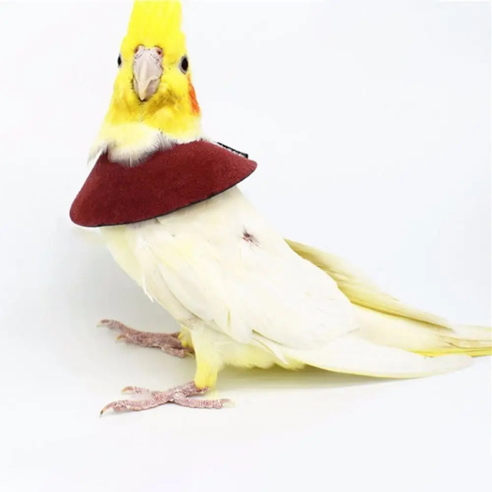 Protective Collar for Birds – Elizabethan Collar, Post-Surgery Recovery
