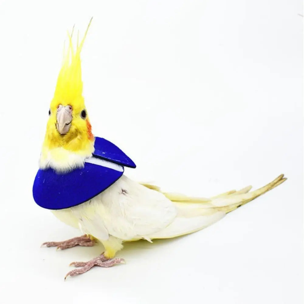 Protective Collar for Birds – Elizabethan Collar, Post-Surgery Recovery