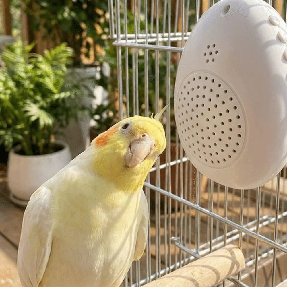 Parrot Speech Learning Machine – Recording, Timer, Interactive