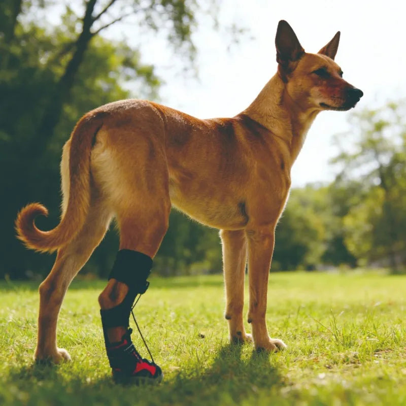 Dog Shoes Dirt-Proof Anti-Drop Wear-Resistant Hard Sole Breathable Foot Protection Puppy Boots Injured Dog Joint Fixation