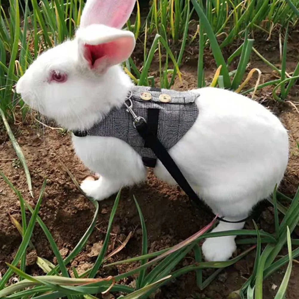 Rabbit Harness with Leash - cotton, gentleman style, for walks and playtime