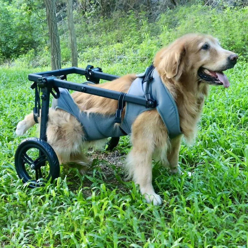 Professional Mobility Aid For Large Pet Breeds, Rehabilitation Cart With Walking Support | Enables Exercise & Daily Assistance