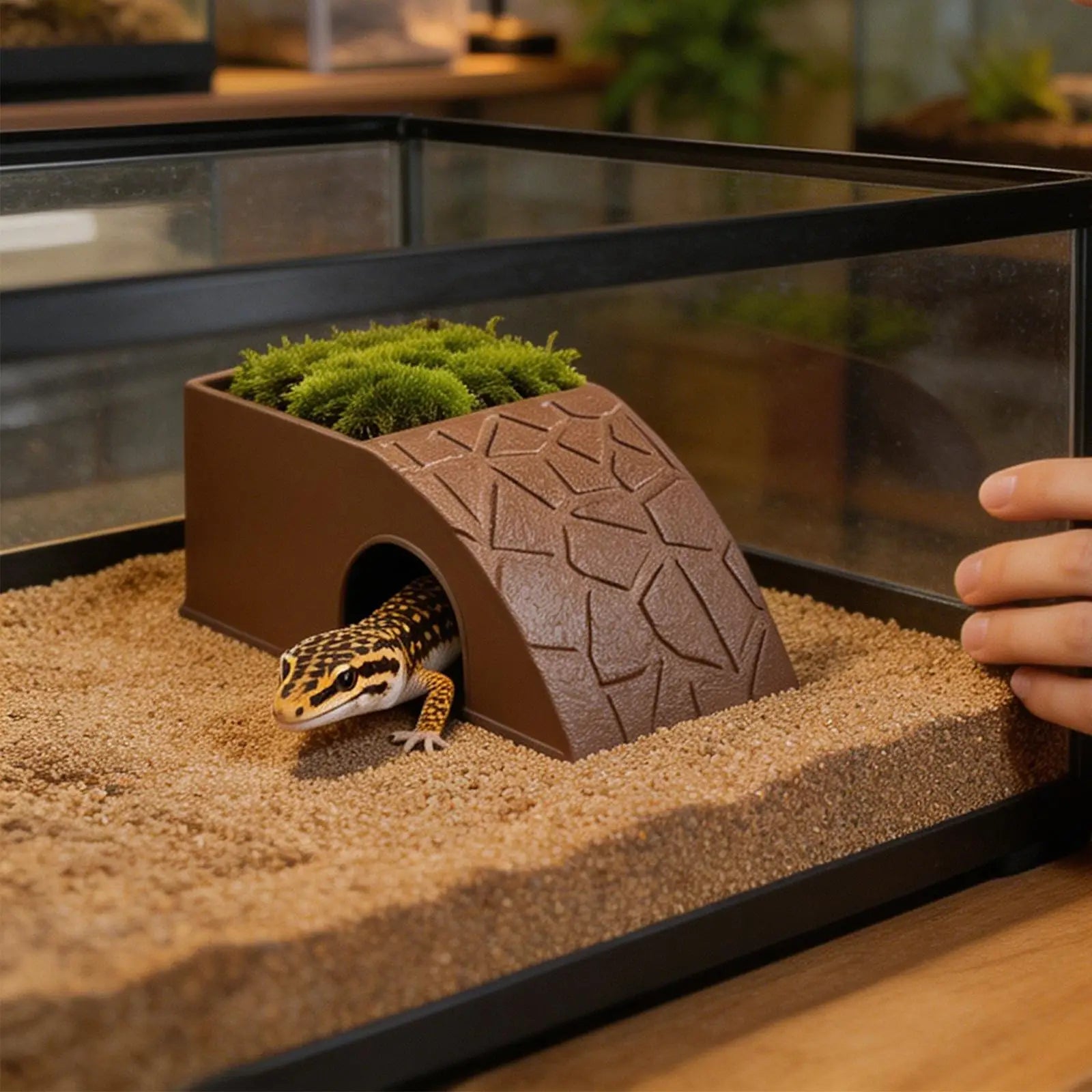 Reptile Feeding Dish 2-in-1 Food & Water Bowl with Shelter Non-Spill Resin Ornament for Bearded Dragon, Turtles Geckos Chameleon