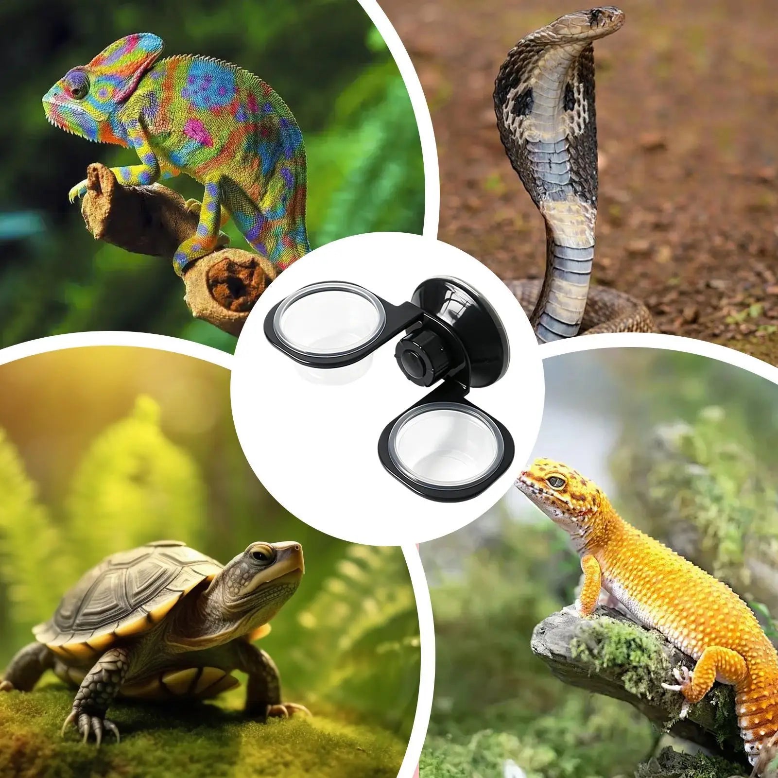 Reptile Food Dish Wall Mounted Removable Feeder Suction Cup Bowls for Turtle Lizard Snake Hermit Crab Leopard Gecko Frog Spider