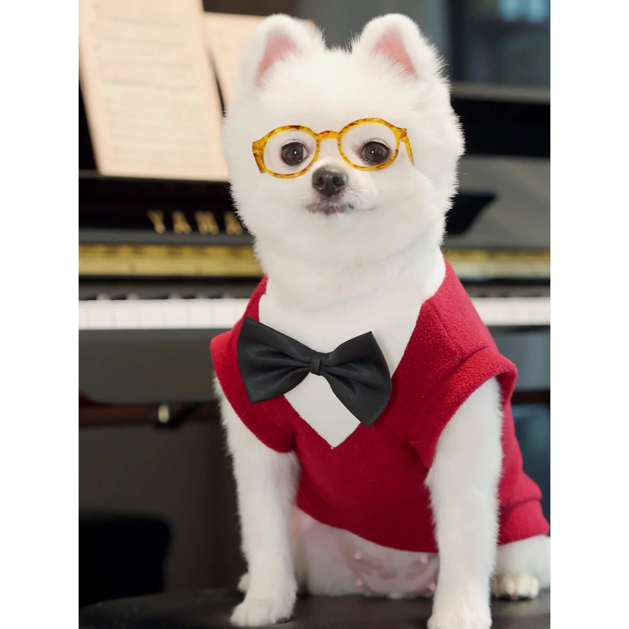 Formal Suits for Small Dogs and Cats – Tuxedo with Bow Tie, Weddings and Celebrations