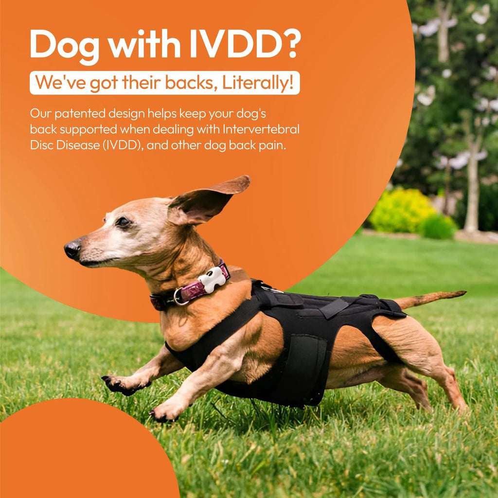 Breathable Dog Back Brace Comfortable Pet Back Bracer For IVDD Back Protector Helps Injury Recovery And Rehabilitation S/M/L
